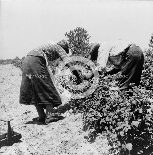 Berry pickers, Southern New Jersey, 1936. Creator: Dorothea Lange.