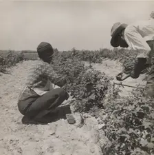 Berry pickers. Southern New Jersey. These pickers are Negroes brought in by truck from..., 1936. Creators: Farm Security Administration, Dorothea Lange
