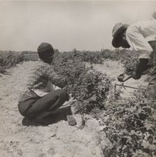Berry pickers. Southern New Jersey. These pickers are Negroes brought in by truck from..., 1936. Creators: Farm Security Administration, Dorothea Lange