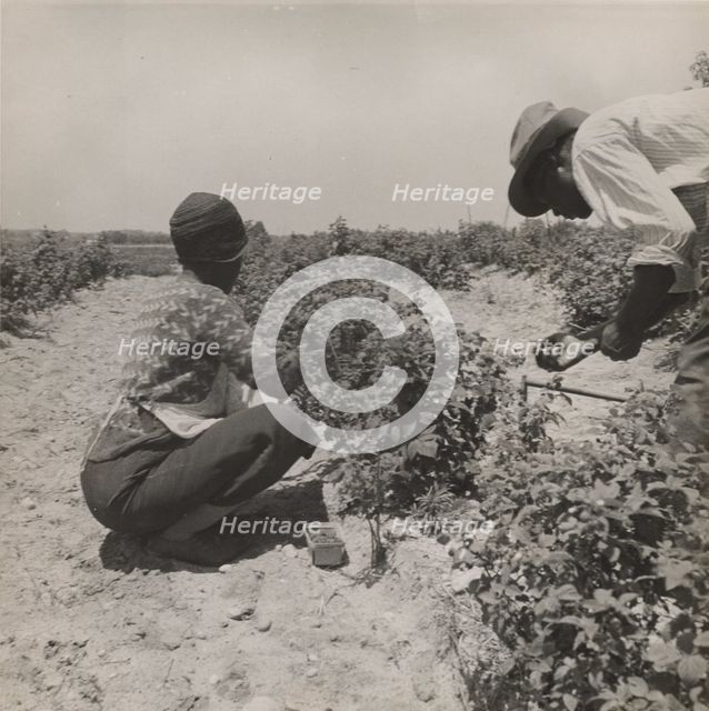 Berry pickers. Southern New Jersey. These pickers are Negroes brought in by truck from..., 1936. Creators: Farm Security Administration, Dorothea Lange.