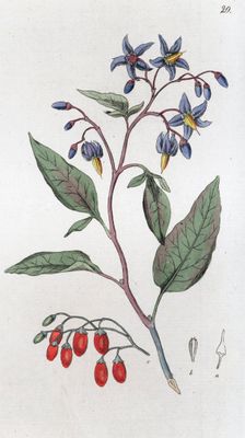 Bittersweet (Solanum dulcamara), 1804-1811. Creator: Johan Wilhelm Palmstruch