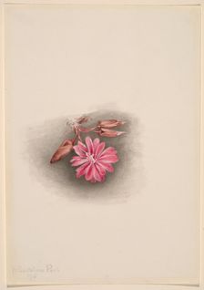 Bitterroot (Lewisia redivivia), 1915. Creator: Mary Vaux Walcott