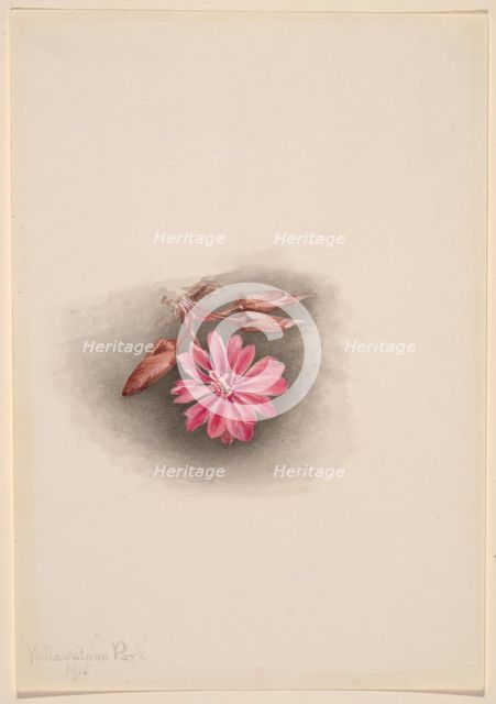 Bitterroot (Lewisia redivivia), 1915. Creator: Mary Vaux Walcott.