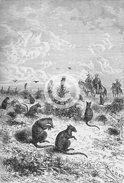 'Bizcachas',  c1885, (1890). Artist: Robert Taylor Pritchett.