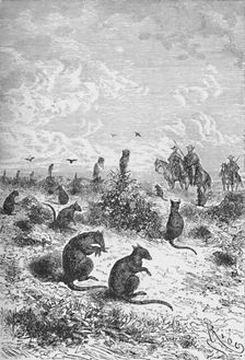 Bizcachas c1885, (1890). Artist: Robert Taylor Pritchett