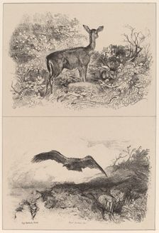 Biche, Aigle. Creator: Karl Bodmer