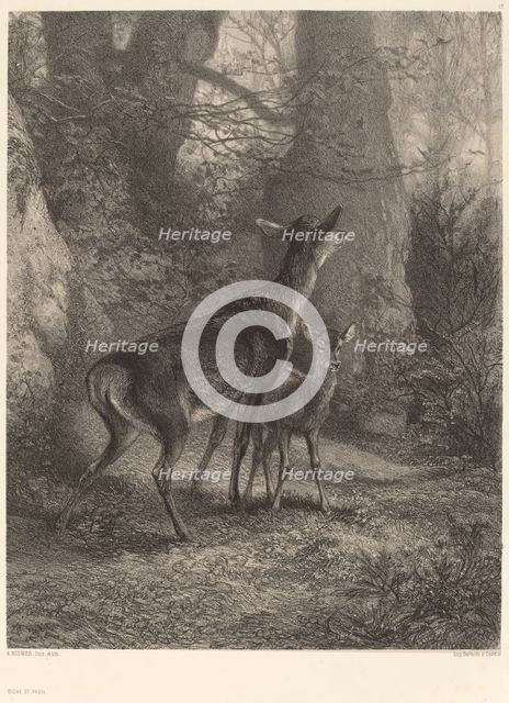 Biche et Faon. Creator: Karl Bodmer.