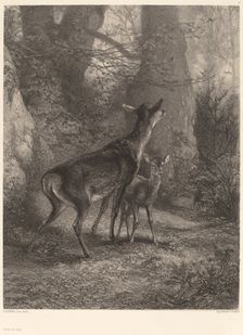 Biche et Faon. Creator: Karl Bodmer