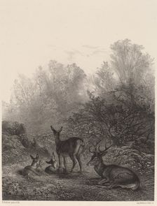 Biches au repos. Creator: Karl Bodmer