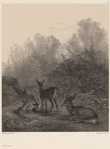 Biches au repos. Creator: Karl Bodmer