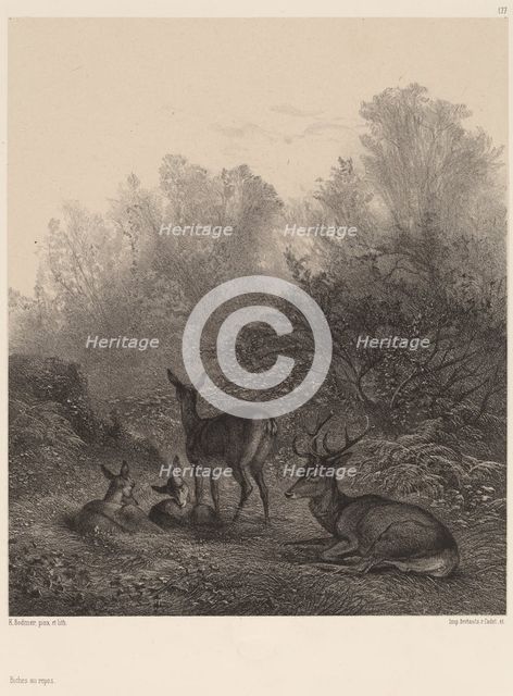 Biches au repos. Creator: Karl Bodmer.
