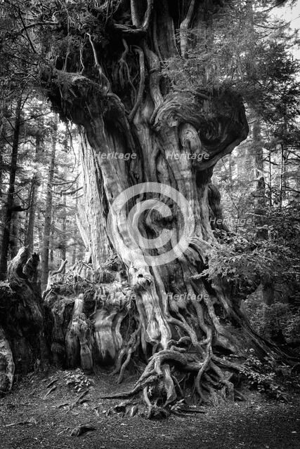 Big Cedar. Creator: Joshua Johnston.