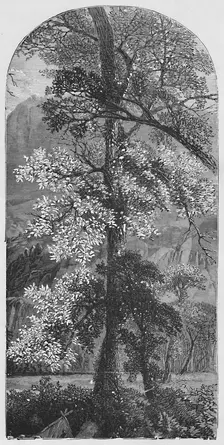 Big Tree 1883