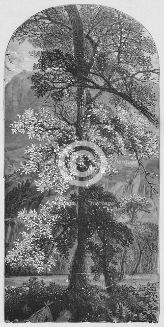 'Big Tree', 1883. Artist: Unknown.