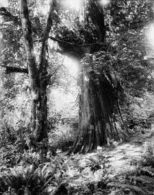 Big tree in Stanley Park, Vancouver, Canada, between 1900 and 1910. Creator: Unknown