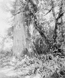 Big tree in Stanley Park, Vancouver, Canada, between 1900 and 1910. Creator: Unknown
