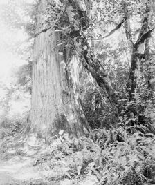 Big tree in Stanley Park, Vancouver, Canada, between 1900 and 1910. Creator: Unknown