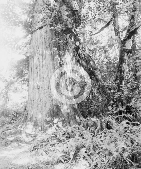 Big tree in Stanley Park, Vancouver, Canada, between 1900 and 1910. Creator: Unknown.