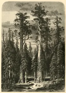 Big Trees - Mariposa Grove 1872. Creator: John Filmer