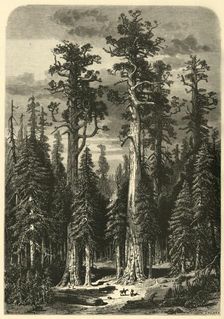 Big Trees - Mariposa Grove 1872. Creator: John Filmer