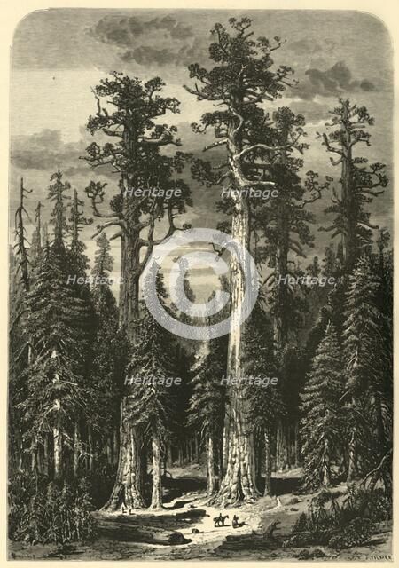 'Big Trees - Mariposa Grove', 1872.  Creator: John Filmer.
