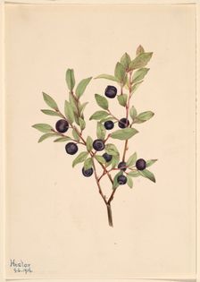 Big Whortleberry (Vaccinium membranaceum), 1916. Creator: Mary Vaux Walcott
