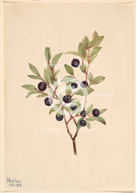 Big Whortleberry (Vaccinium membranaceum), 1916. Creator: Mary Vaux Walcott.