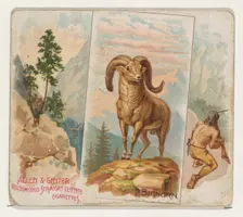 Bighorn, from Quadrupeds series (N41) for Allen & Ginter Cigarettes, 1890. Creator: Allen & Ginter