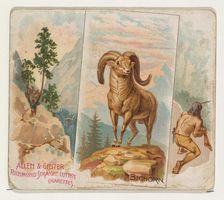 Bighorn, from Quadrupeds series (N41) for Allen & Ginter Cigarettes, 1890. Creator: Allen & Ginter