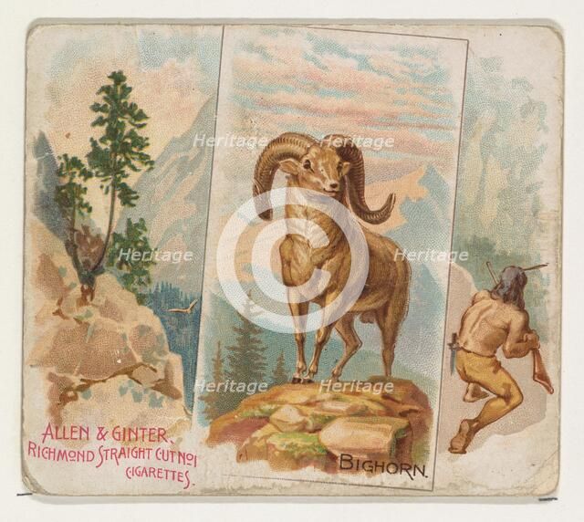 Bighorn, from Quadrupeds series (N41) for Allen & Ginter Cigarettes, 1890. Creator: Allen & Ginter.