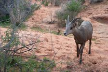 Bighorn Sheep, Valley of Fire, Las Vegas, Nevada, USA, 2022. Creator: Ethel Davies