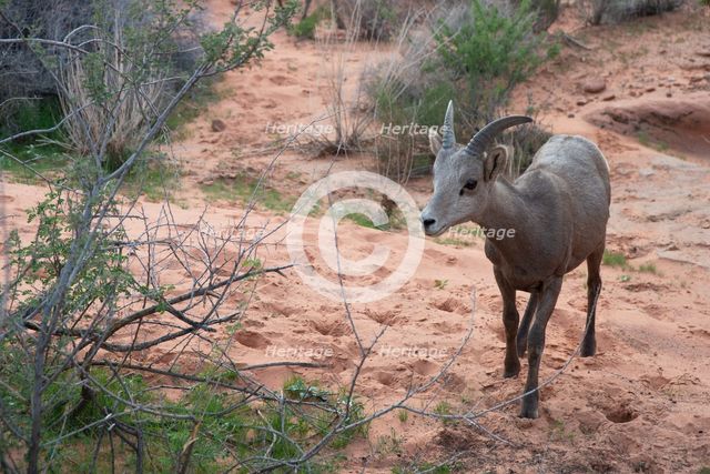 Bighorn Sheep, Valley of Fire, Las Vegas, Nevada, USA, 2022. Creator: Ethel Davies.