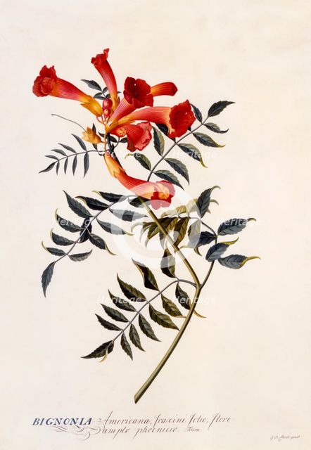Bignonia Americana, c. 1743 (hand coloured engraving). Creator: "Georg Dionysius Ehret (1710 - 70); Ehret, Georg Dionysius (1710-1770)".