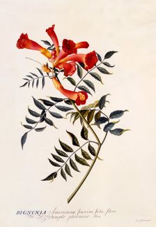 Bignonia Americana, c. 1743 (hand coloured engraving). Creator: "Georg Dionysius Ehret (1710 - 70); Ehret, Georg Dionysius (1710-1770)"