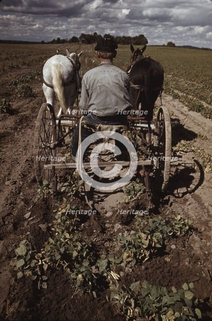 Bill Stagg turning up pinto beans, Pie Town, New Mexico, 1940. Creator: Russell Lee.
