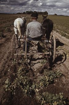 Bill Stagg turning up pinto beans, Pie Town, New Mexico, 1940. Creator: Russell Lee