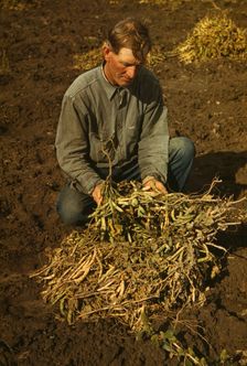 Bill Stagg, homesteader, with pinto beans, Pie Town, New Mexico, 1940. Creator: Russell Lee