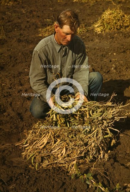 Bill Stagg, homesteader, with pinto beans, Pie Town, New Mexico, 1940. Creator: Russell Lee.