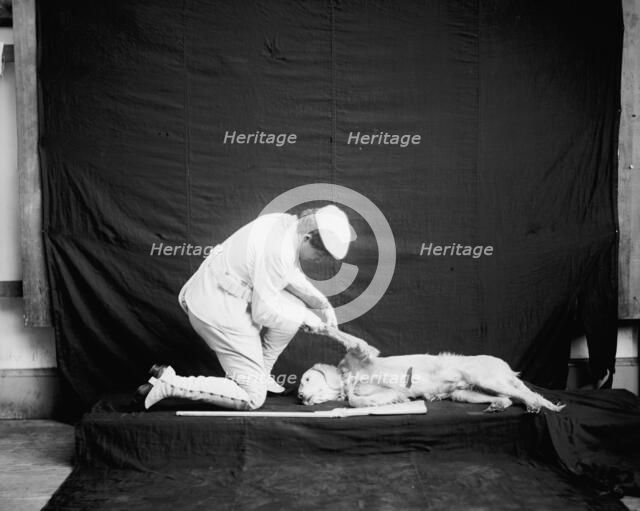 Billy and his mistress in hunting poses, between 1895 and 1910. Creator: Unknown.