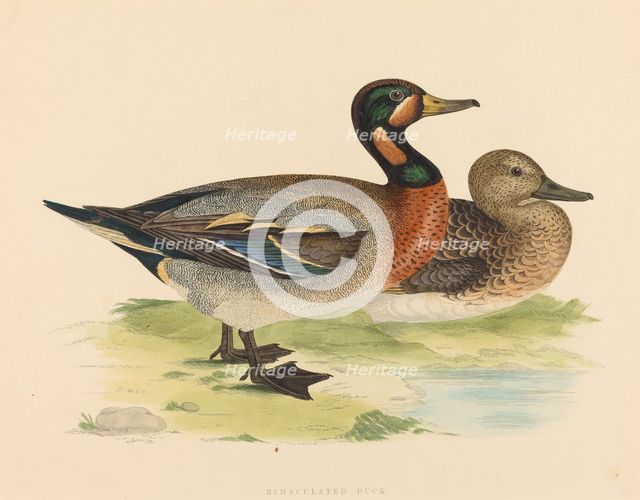 Bimaculated Duck, 1855. Creator: Unknown.