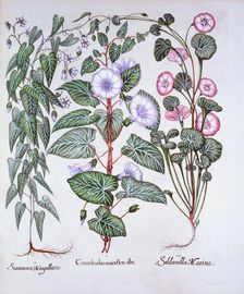 Bindweed, Dog's Bane and Sea Bindweed, from Hortus Eystettensis by Basil Besler (1561-1629), pub