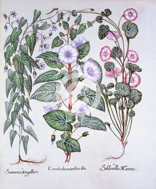 Bindweed, Dog's Bane and Sea Bindweed, from 'Hortus Eystettensis', by Basil Besler (1561-1629), pub.