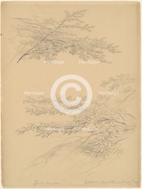 Birch Boughs, Catskill Mountains, 1856. Creator: John William Casilear.