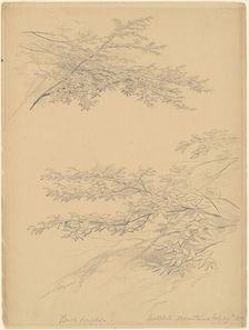 Birch Boughs, Catskill Mountains, 1856. Creator: John William Casilear