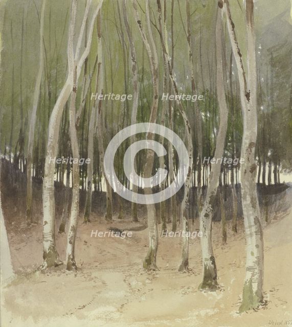 Birch forest, 1855. Creator: Carl Theodor Reiffenstein.