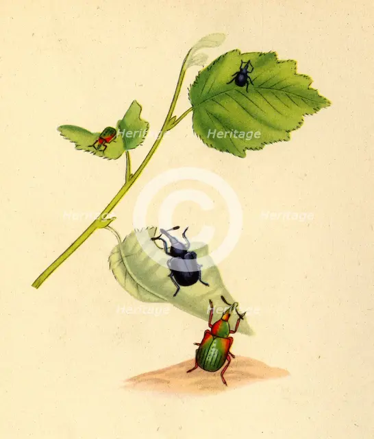 'Birch Weevils: Curculio betulae', 1794, (1945).  Creator: Edward Donovan.