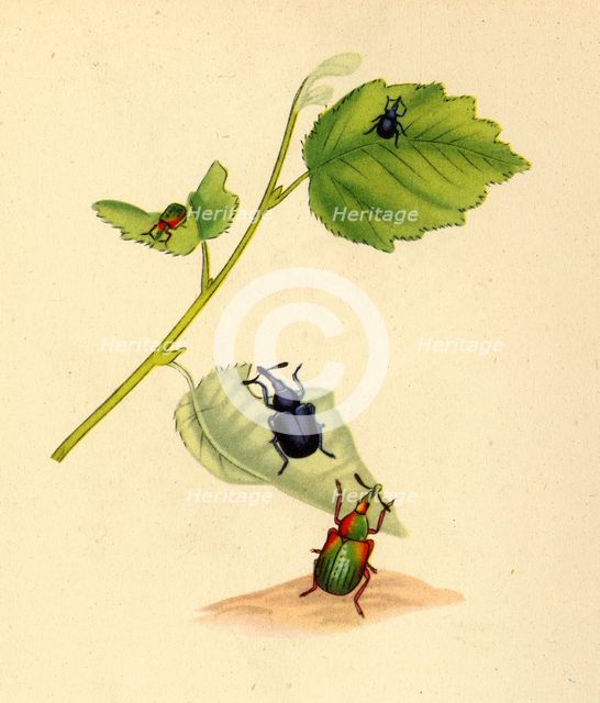 'Birch Weevils: Curculio betulae', 1794, (1945).  Creator: Edward Donovan.