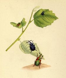 Birch Weevils: Curculio betulae 1794, (1945). Creator: Edward Donovan