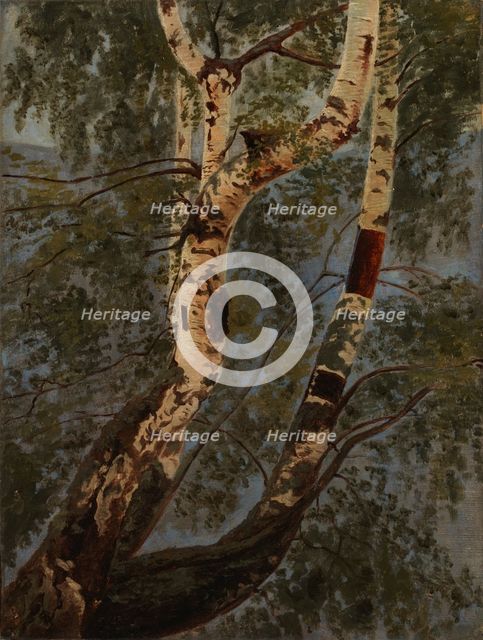 Birch trunks, exercise, c1854. Creator: Werner Holmberg.