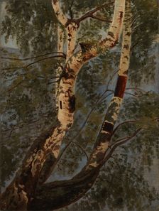 Birch trunks, exercise, c1854. Creator: Werner Holmberg